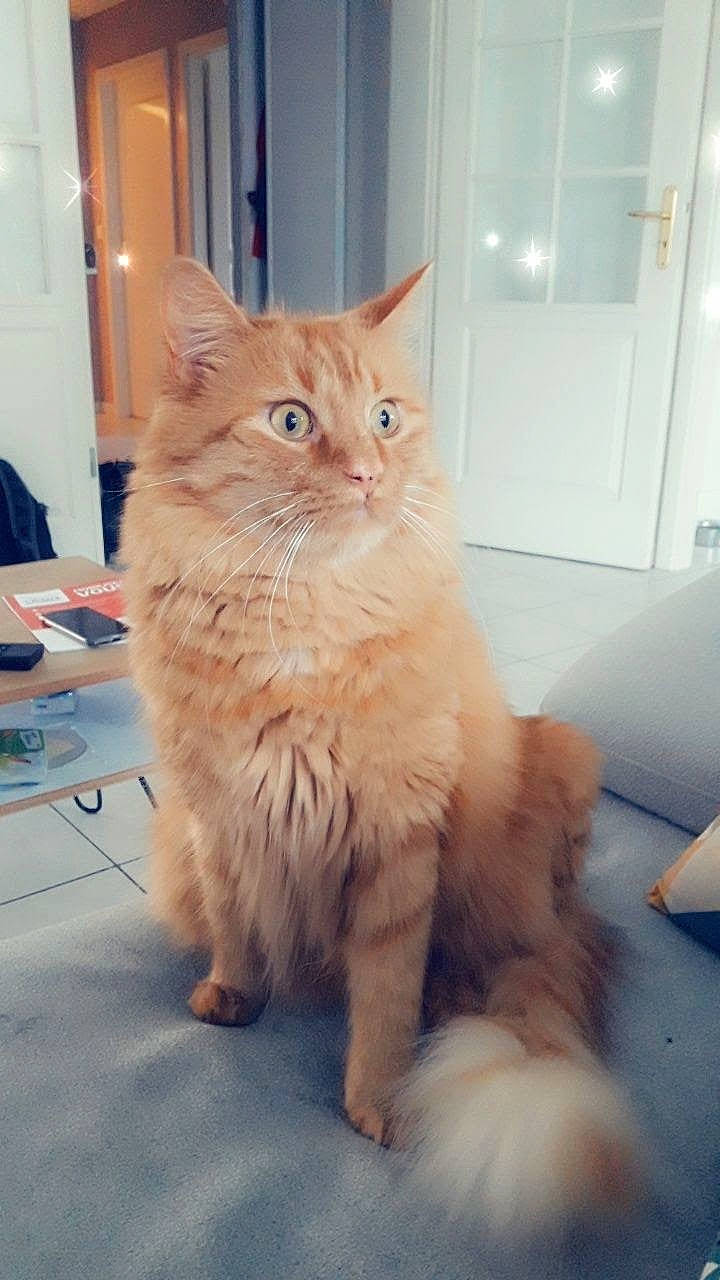 James participe au concours pour gagner de l'argent avec cette photo : carnivore, cat, claw, domestic_short_haired_cat, door, eye, fawn, felidae, floor, flooring, fur, hardwood, iris, paw, small_to_medium_sized_cats, snout, tail, whiskers, window, wood