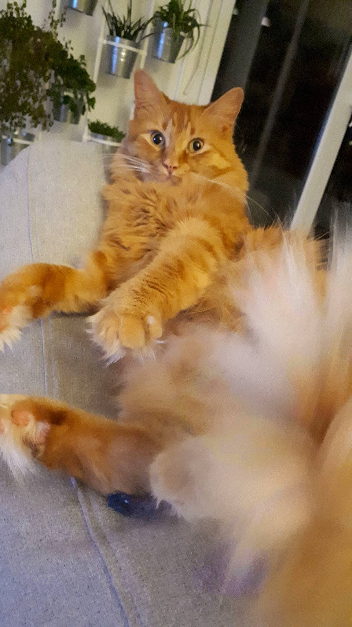 James participe au concours pour gagner de l'argent avec cette photo : carnivore, cat, claw, domestic_short_haired_cat, fawn, felidae, fur, paw, small_to_medium_sized_cats, snout, tail, terrestrial_animal, whiskers