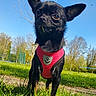 Stella a rejoint le concours — aidez-le/la à gagner de superbes lots ! animal, black_dog, blue_sky, canine, close_up, cute, daylight, dog, grass, nature, outdoor, park, pet, playful, red_harness, small_dog, snack, sunny, trees, walking