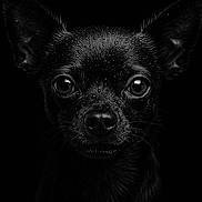 Stella participe au concours pour gagner de l'argent avec cette photo : animal, black_and_white, canine, chihuahua, close_up, dark_background, dog, ears, face, intense_gaze, monochrome, moody, nose, pet, portrait, small_dog, studio_shot, water_droplets, wet_fur, whiskers