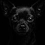 animal, black_and_white, canine, chihuahua, close_up, dark_background, dog, ears, face, intense_gaze, monochrome, moody, nose, pet, portrait, small_dog, studio_shot, water_droplets, wet_fur, whiskers
