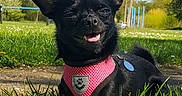 Stella participe au concours pour gagner de l'argent avec cette photo : animal, black_dog, canine, cute, daylight, dog, grass, happy, leisure, nature, outdoor, park, pet, pink_harness, playful, small_dog, smiling, sunny, tongue_out, trees