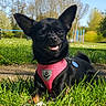animal, black_dog, canine, cute, daylight, dog, grass, happy, leisure, nature, outdoor, park, pet, pink_harness, playful, small_dog, smiling, sunny, tongue_out, trees