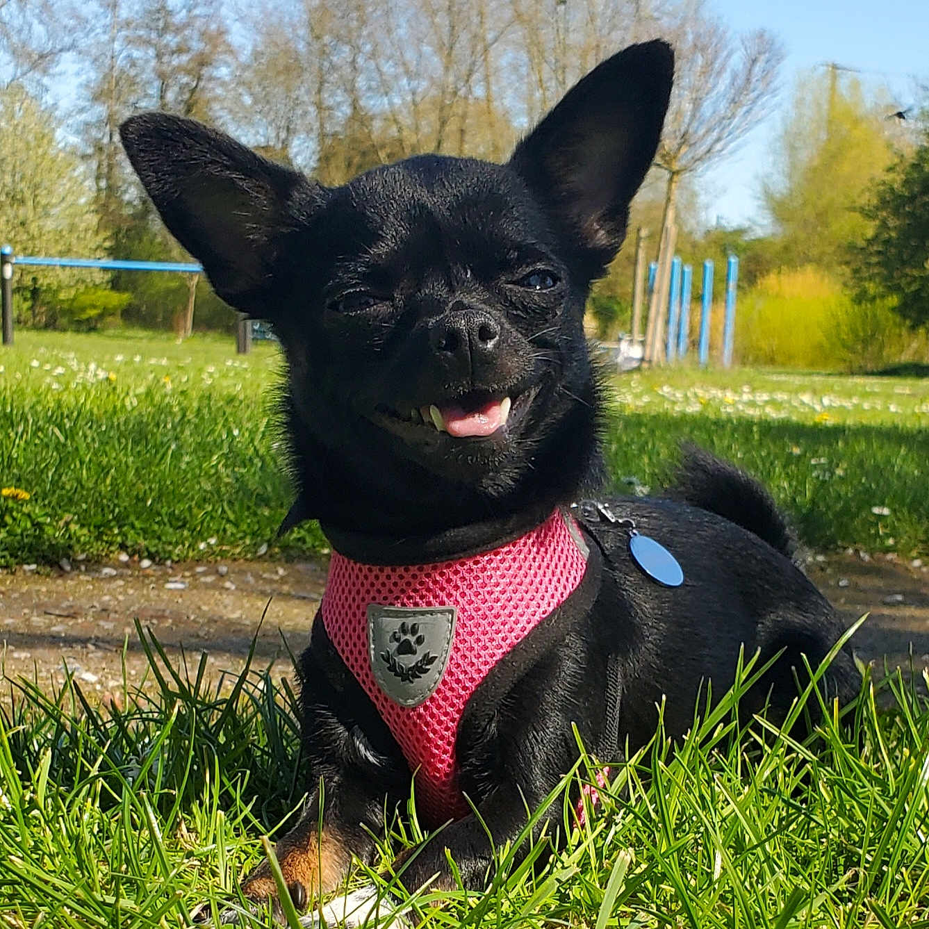Stella