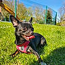 Stella participe au concours pour gagner de l'argent avec cette photo : animal, black_dog, blue_sky, canine, daylight, dog, ears_up, fence, grass, greenery, happy, leisure, nature, outdoor, pet, pink_harness, playground, slide, sunny_day, tongue_out