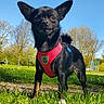 animal, black_dog, blue_sky, bug, canine, daytime, dog, ears_up, grass, greenery, nature, outdoor, park, pet, playful, red_harness, small_dog, sunny, trees, walking_path