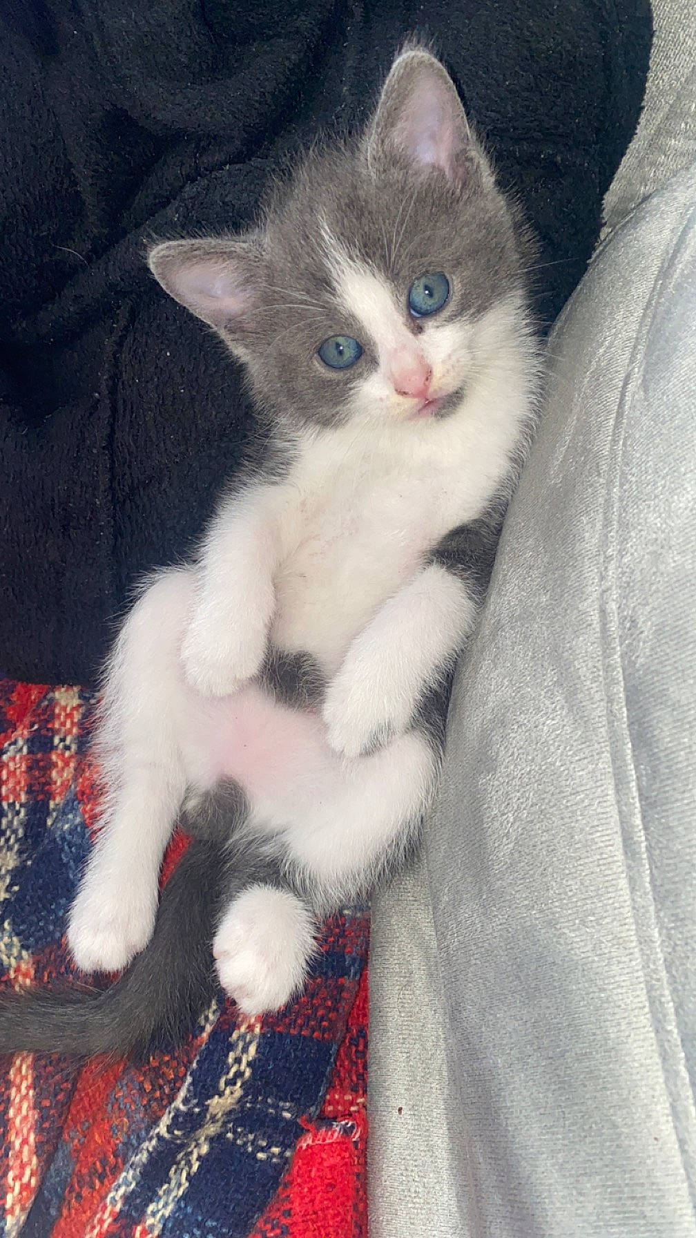 Marley participe au concours pour gagner de l'argent avec cette photo : carnivore, cat, claw, comfort, domestic_short_haired_cat, felidae, fur, pattern, paw, sitting, small_to_medium_sized_cats, snout, tail, whiskers