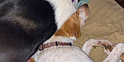 Charlie is registered to the contest to win money with this photo: bed, black_and_white_dog, blanket, brown_and_white_dog, closeup, collar, cozy, dog, domestic_animal, fur, indoor, nap, paws, pet, quiet, relaxation, resting, sleeping, two_dogs, wooden_headboard