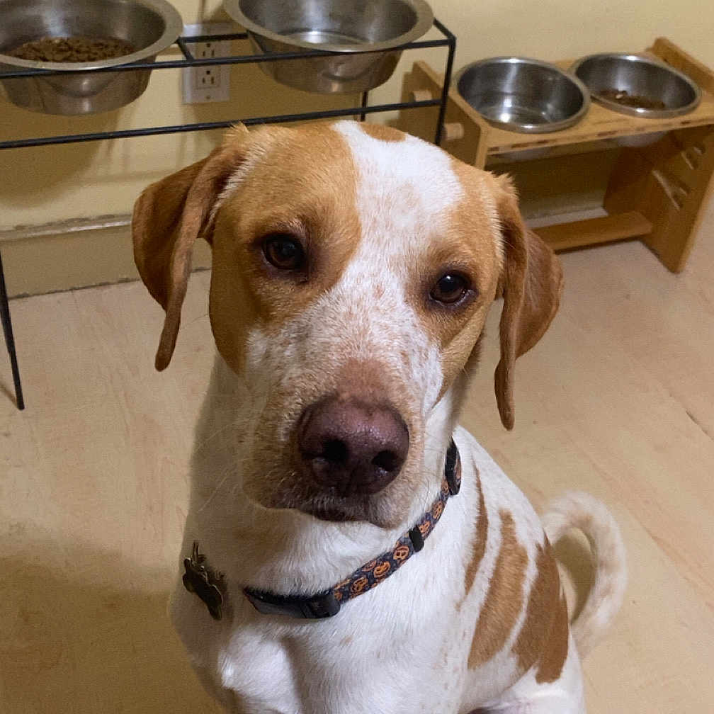 Charlie joined the competition — help win amazing prizes! animal, brown_and_white, calm, canine, collar, companion, cute, dog, domestic_animal, ears_down, feeding_bowls, floor, household, indoor, looking_up, metal_bowls, pet, pet_food, sitting, wall