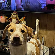 Charlie joined the competition — help win amazing prizes! animal, brown_and_white_fur, cables, candle, closeup, collar, curious_expression, decorations, dog, floor, indoor, living_room, person_on_tv, pet, power_outlet, pumpkin, scarecrow_decoration, table, television, wood_paneling