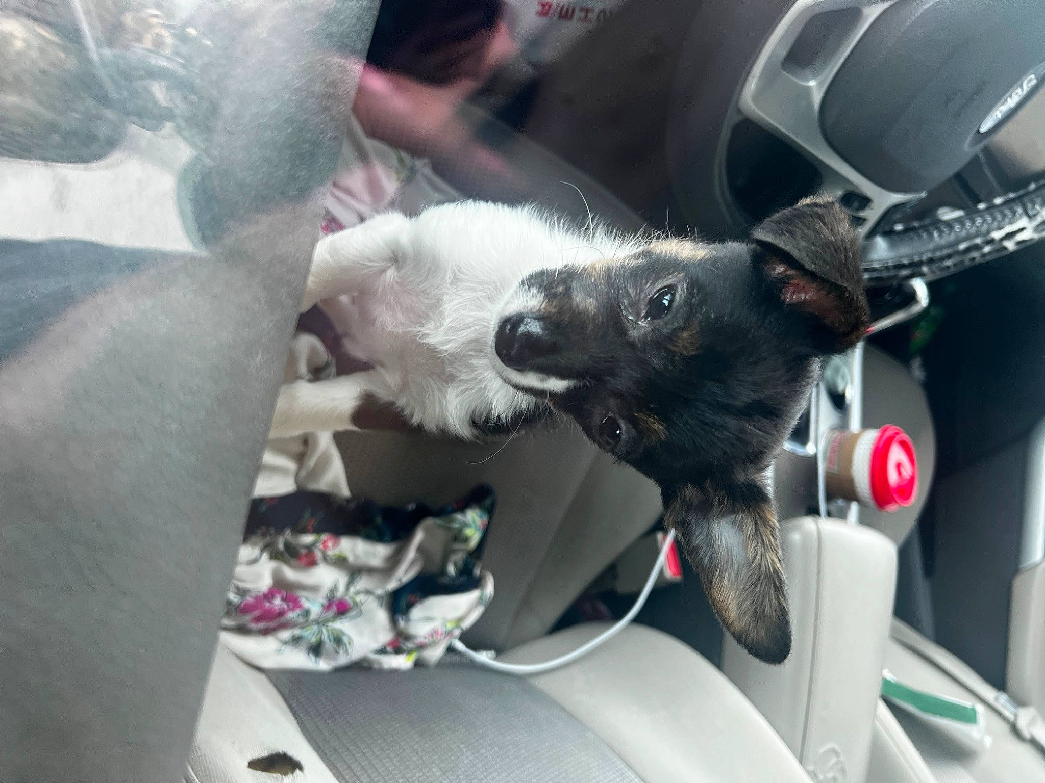 Florence is registered to the contest to win money with this photo: auto_part, automotive_design, automotive_exterior, automotive_tire, automotive_window_part, canidae, car, carnivore, dog_breed, family_car, felidae, glass, hood, motor_vehicle, personal_luxury_car, sporting_group, steering_wheel, vehicle, vehicle_door, windshield