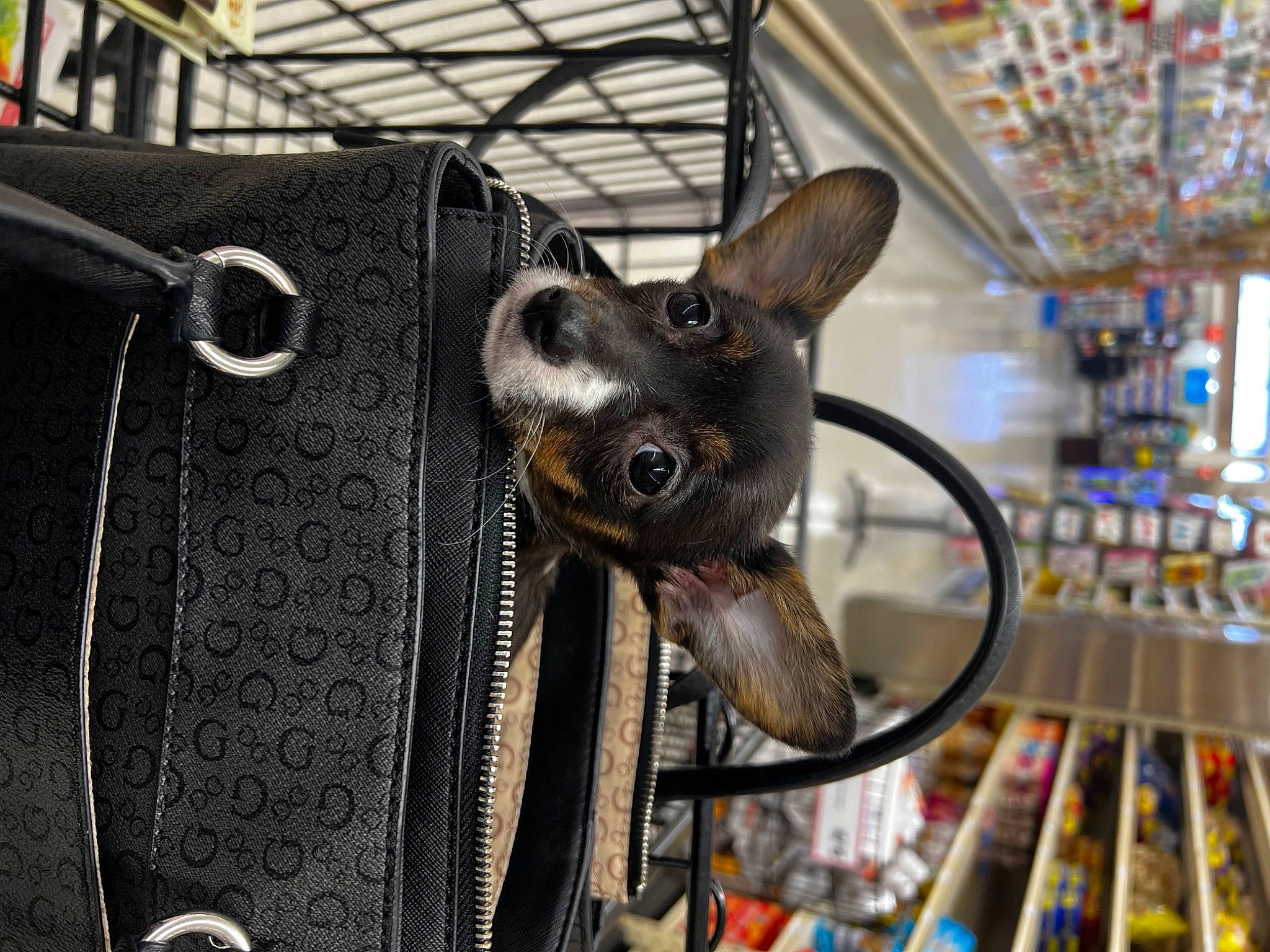 Florence joined the competition — help win amazing prizes! automotive_tire, automotive_wheel_system, bicycle_part, bicycle_tire, bicycle_wheel, canidae, carnivore, dog, dog_breed, fashion_accessory, metal, motor_vehicle, retail, rim, shelf, snout, spoke, toy_dog, whiskers, working_animal