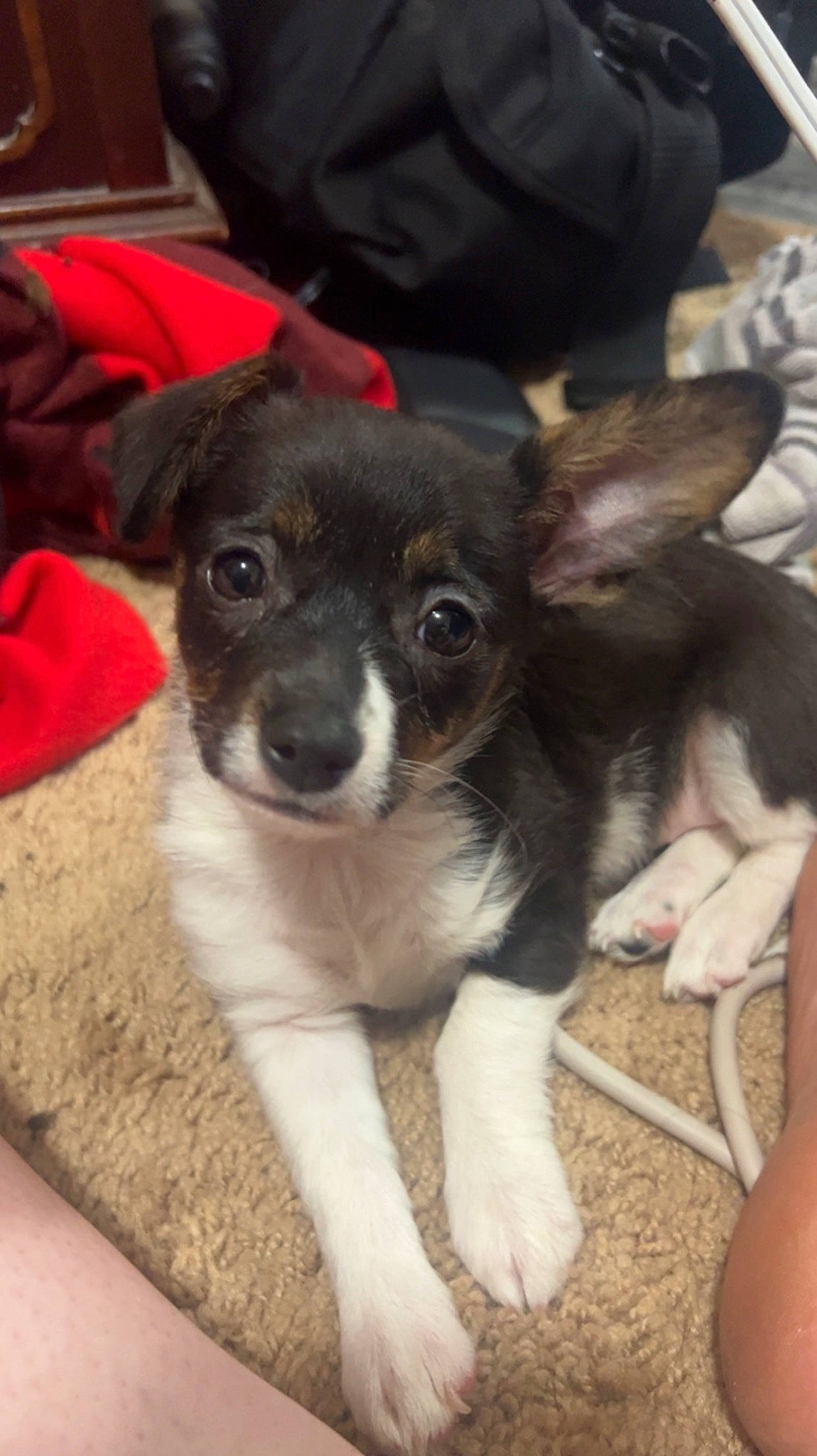 Florence is registered to the contest to win money with this photo: boston_terrier, canidae, carnivore, companion_dog, dog, dog_breed, ear, fawn, fur, non_sporting_group, paw, puppy, snout, sporting_group, terrestrial_animal, toy_dog, whiskers, working_animal, working_dog