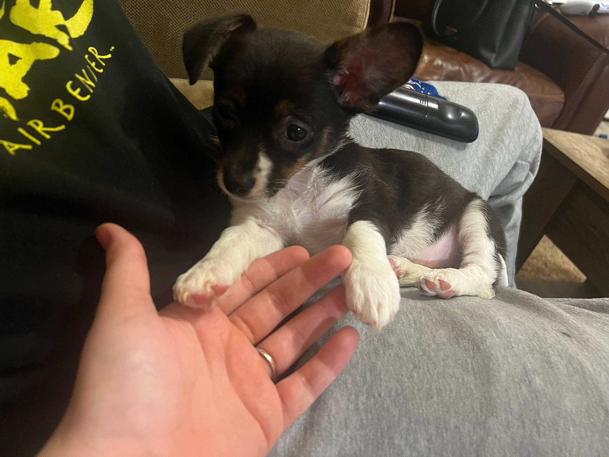 Florence joined the competition — help win amazing prizes! canidae, carnivore, chair, chihuahua, comfort, companion_dog, dog, dog_breed, ear, finger, fur, gesture, hand, lap, nail, paw, puppy_love, sporting_group, toy_dog, working_animal