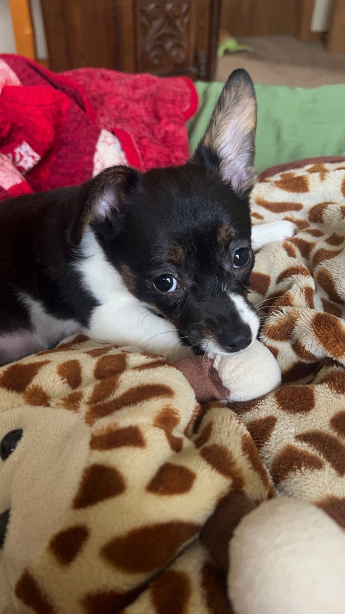 Florence is registered to the contest to win money with this photo: canidae, carmine, carnivore, comfort, companion_dog, dog, dog_breed, dog_supply, ear, fawn, felidae, fur, linens, paw, small_to_medium_sized_cats, snout, sporting_group, tail, whiskers, working_animal