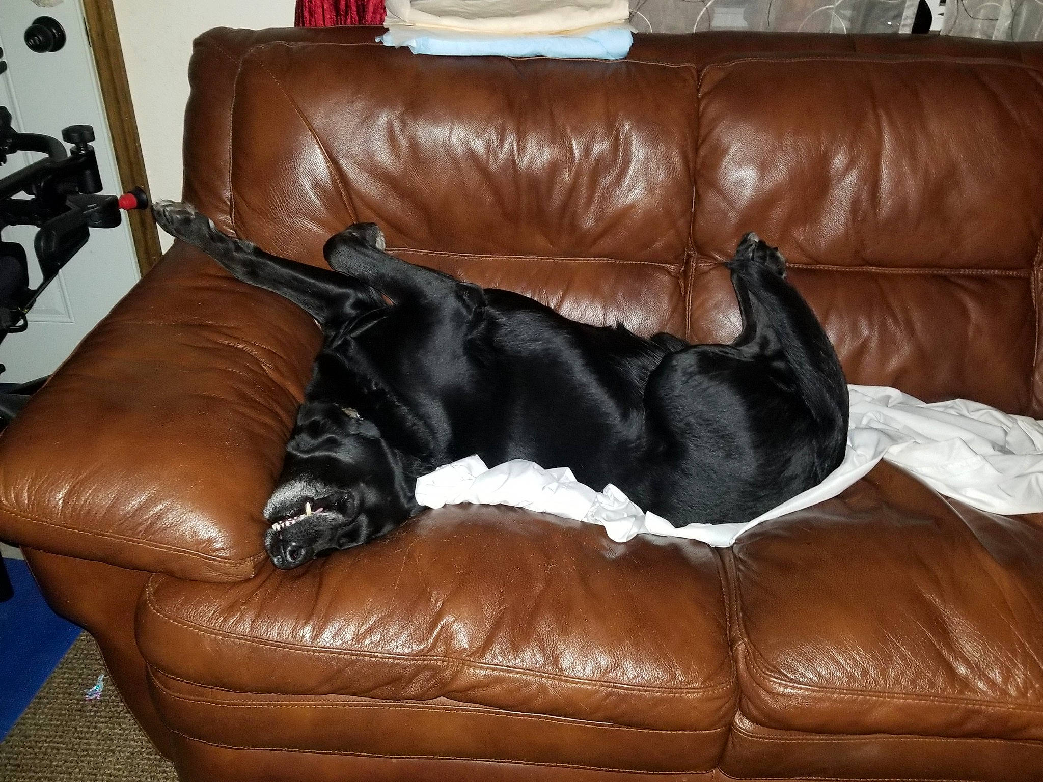 Bubba joined the competition — help win amazing prizes! brown, carnivore, comfort, companion_dog, couch, dog, dog_breed, fawn, flooring, furniture, hardwood, house, interior_design, liver, living_room, plant, sofa_bed, studio_couch, textile, wood