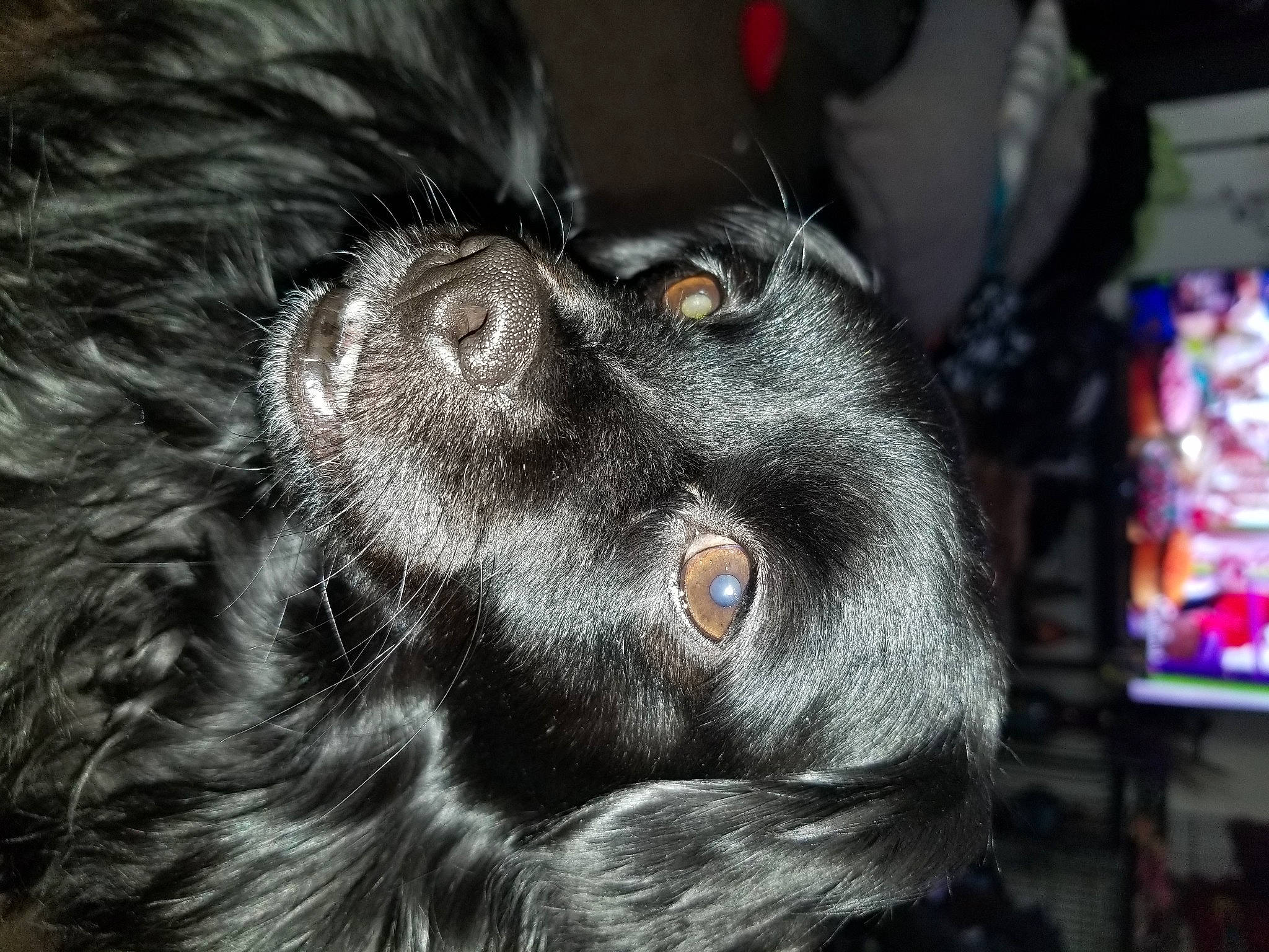 Nikki is registered to the contest to win money with this photo: borador, canidae, carnivore, close_up, companion_dog, dog, dog_breed, ear, fur, monochrome_photography, snout, sporting_group, terrestrial_animal, whiskers, wildlife, working_animal