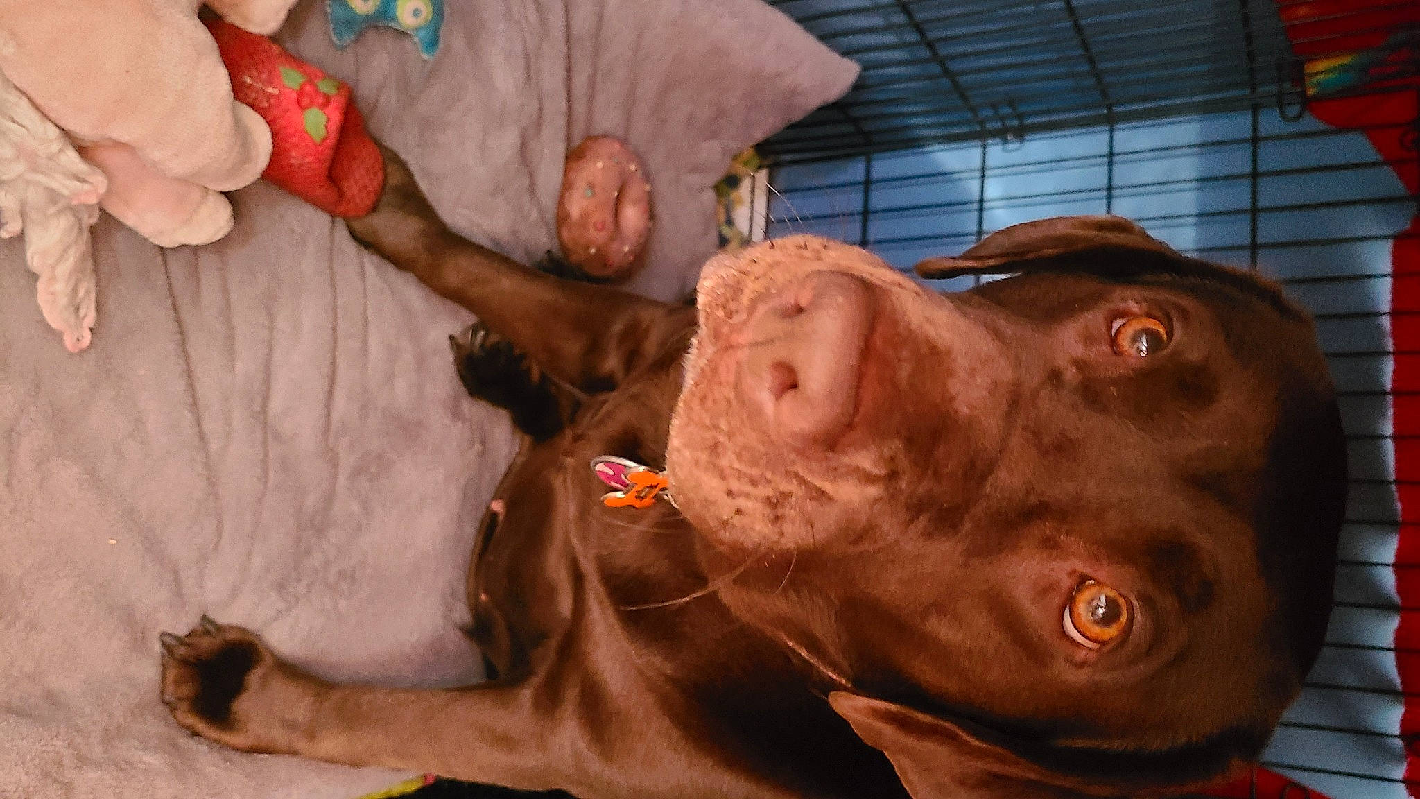 Marlee Mae is registered to the contest to win money with this photo: carnivore, chest, dog_breed, ear, fawn, finger, fun, fur, gesture, hand, hat, jaw, liver, mouth, snout, thumb, whiskers, working_animal, wrinkle, wrist