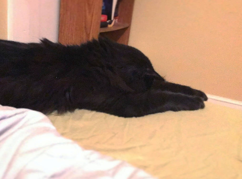 Wicket joined the competition — help win amazing prizes! bed, black, black_cat, canidae, carnivore, cat, dog, dog_breed, ear, felidae, flat_coated_retriever, fur, nap, newfoundland, sleep, small_to_medium_sized_cats, sporting_group, tail