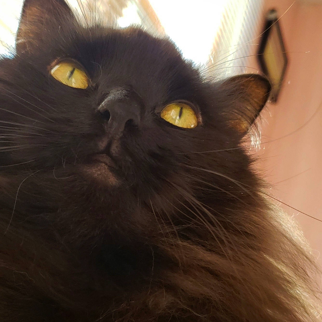 Wicket joined the competition — help win amazing prizes! asian, asian_semi_longhair, black_cat, bombay, british_semi_longhair, burmese, carnivore, cat, close_up, domestic_long_haired_cat, eye, felidae, fur, mammal, norwegian_forest_cat, persian, small_to_medium_sized_cats, snout, vertebrate, whiskers
