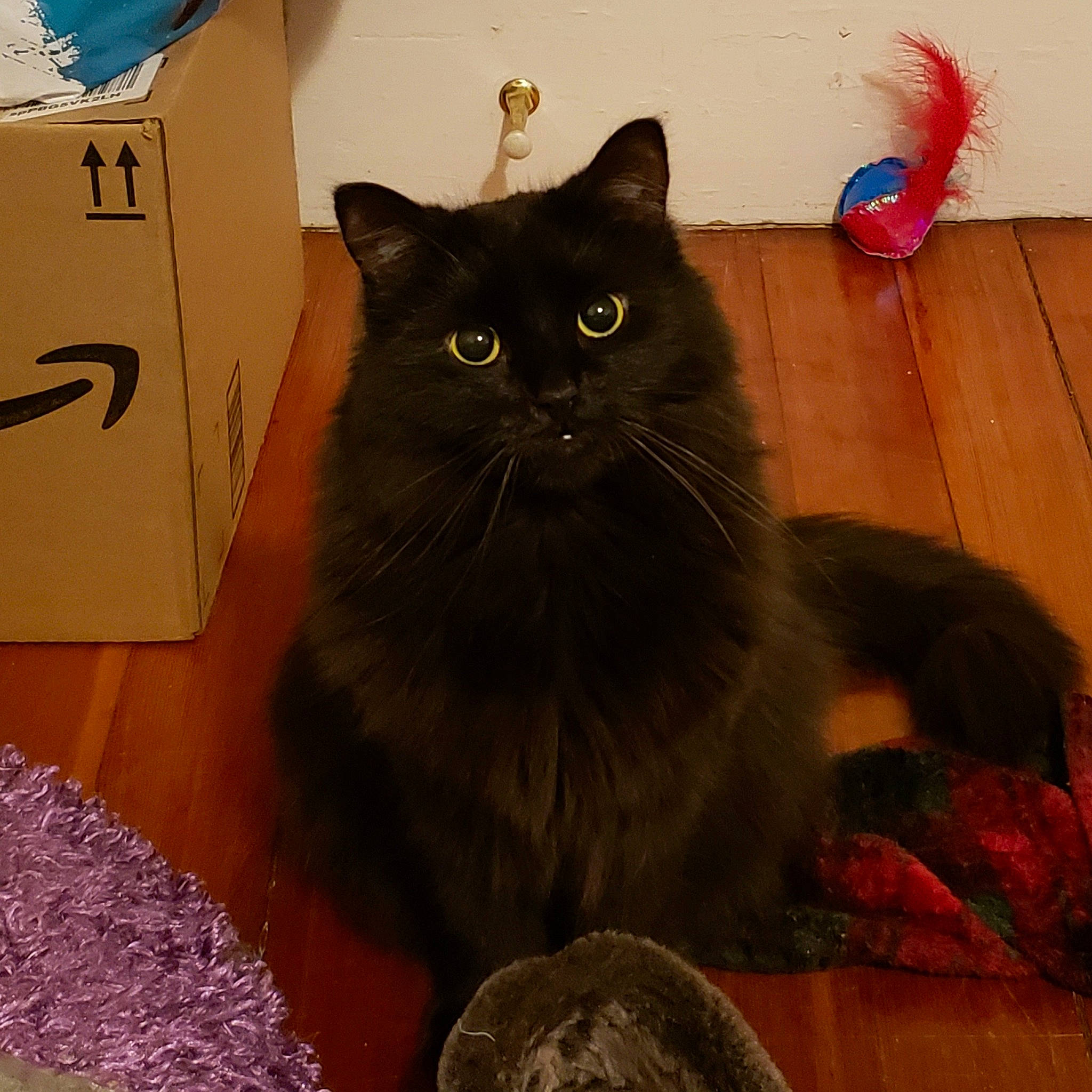 Wicket is registered to the contest to win money with this photo: asian, asian_semi_longhair, black, black_cat, bombay, carnivore, cat, domestic_long_haired_cat, domestic_short_haired_cat, felidae, fur, mammal, nebelung, norwegian_forest_cat, persian, ragamuffin, small_to_medium_sized_cats, tail, vertebrate, whiskers