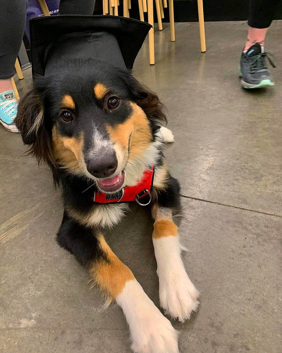 Maddie is registered to the contest to win money with this photo: australian_collie, australian_shepherd, bernese_mountain_dog, border_collie, canidae, carnivore, collie, companion_dog, dog, dog_breed, english_shepherd, fur, mammal, paw, rare_breed_dog, snout, sporting_group, vertebrate, welsh_sheepdog, working_dog