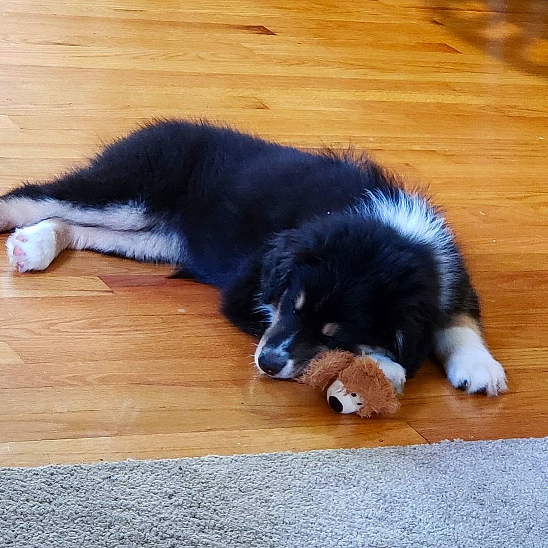Maddie is registered to the contest to win money with this photo: bernese_mountain_dog, border_collie, canidae, carnivore, companion_dog, dog, dog_breed, floor, landseer, mammal, newfoundland, paw, puppy, rare_breed_dog, snout, sporting_group, stabyhoun, tail, vertebrate