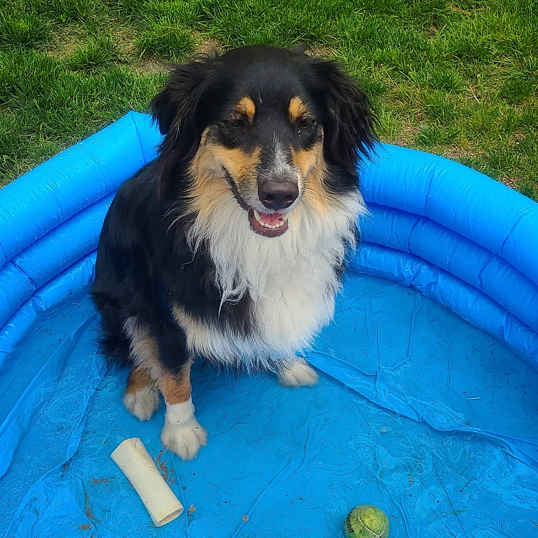 Maddie joined the competition — help win amazing prizes! australian_collie, australian_shepherd, basque_shepherd_dog, canidae, carnivore, companion_dog, dog, dog_breed, english_shepherd, herding_dog, mammal, miniature_australian_shepherd, rare_breed_dog, scotch_collie, sporting_group, vertebrate, welsh_sheepdog