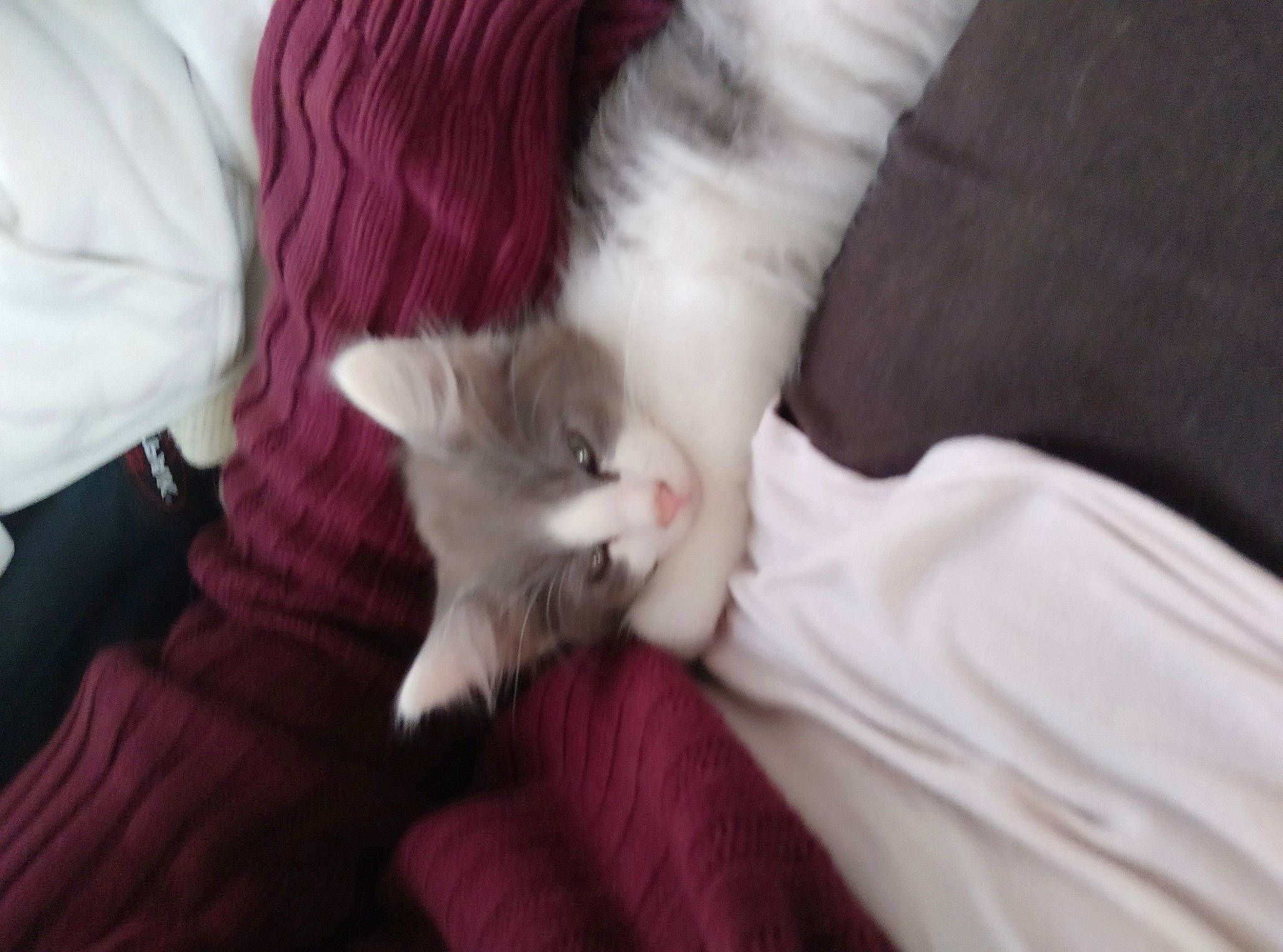 Grisette a rejoint le concours — aidez-le/la à gagner de superbes lots ! american_curl, carnivore, cat, domestic_long_haired_cat, domestic_short_haired_cat, felidae, fur, kitten, mammal, nap, norwegian_forest_cat, persian, polydactyl_cat, ragamuffin, ragdoll, small_to_medium_sized_cats, turkish_angora, turkish_van, vertebrate, whiskers