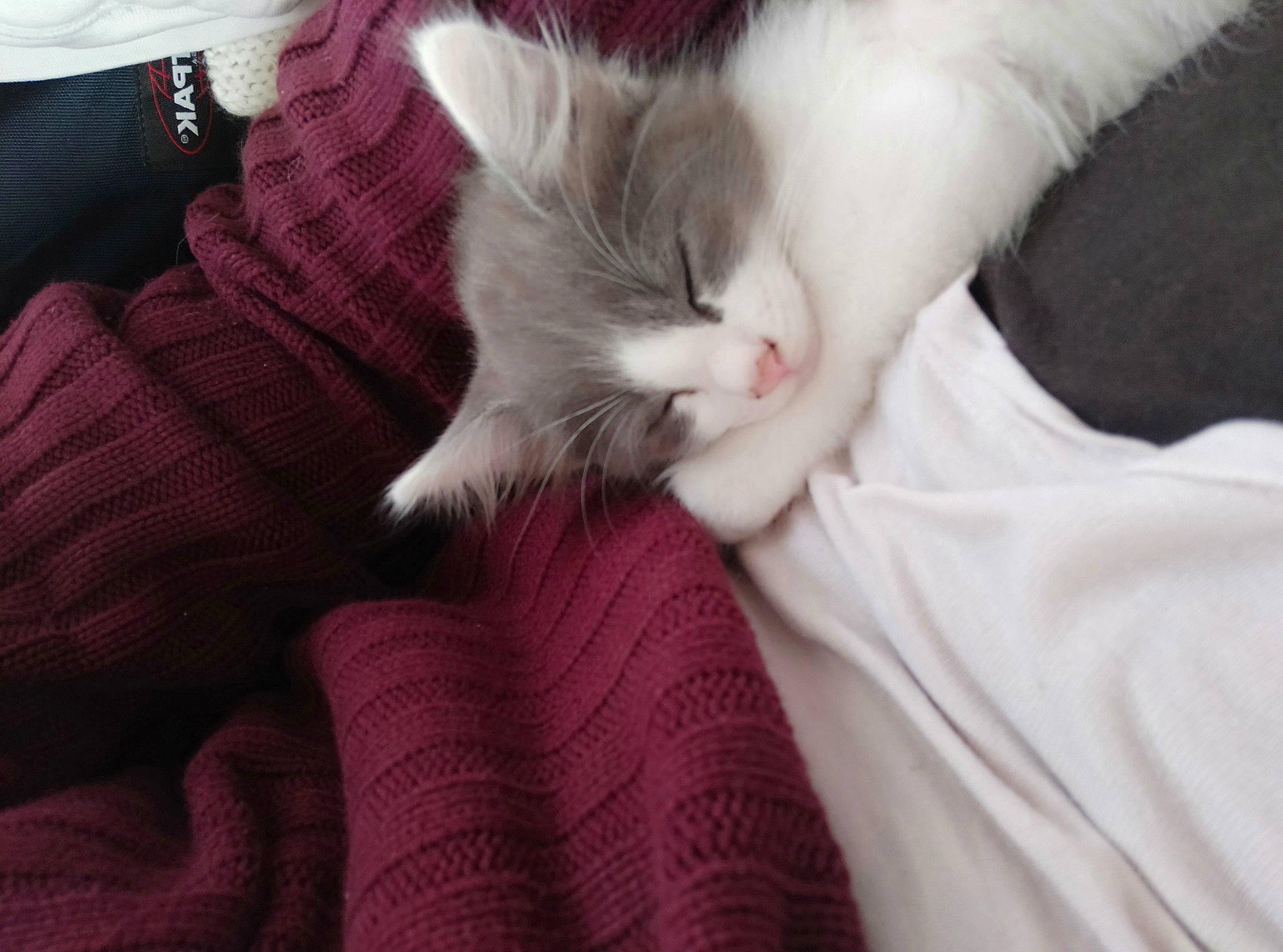 Grisette participe au concours pour gagner de l'argent avec cette photo : aegean_cat, asian, carnivore, cat, domestic_long_haired_cat, domestic_short_haired_cat, ear, felidae, fur, kitten, mammal, nap, norwegian_forest_cat, polydactyl_cat, ragdoll, small_to_medium_sized_cats, turkish_angora, turkish_van, whiskers