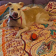 Luna Marie Gomez is registered to the contest to win money with this photo: animal, ball, bed, blanket, brown, canine, collar, comfort, cute, dog, domestic, fur, indoor, orange, patterned, pet, play, resting, tongue, white