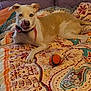 animal, ball, bed, blanket, brown, canine, collar, comfort, cute, dog, domestic, fur, indoor, orange, patterned, pet, play, resting, tongue, white