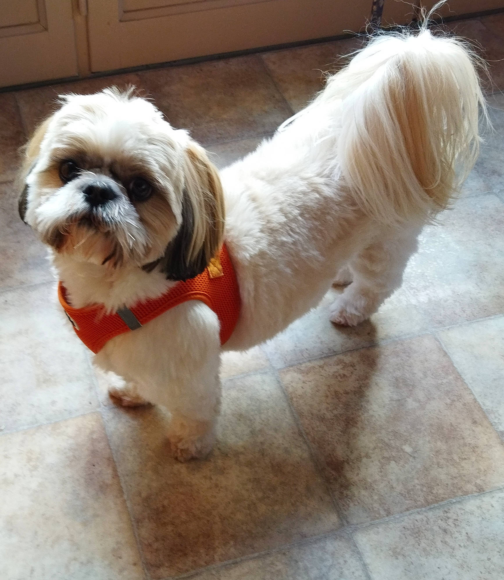 Shana participe au concours pour gagner de l'argent avec cette photo : canidae, carnivore, collar, companion_dog, dog, dog_breed, dog_collar, dog_supply, fawn, fur, liver, pet_supply, shih_tzu, small_terrier, snout, sporting_group, tail, terrier, toy_dog, working_animal