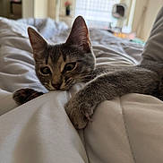Willow joined the competition — help win amazing prizes! cat, kitten, tabby, gray_fur, animal, pet, face, eyes, ears, whiskers, paw, lying_down, sleepy, bed, blanket, bedroom, indoor, cozy, portrait, relaxed