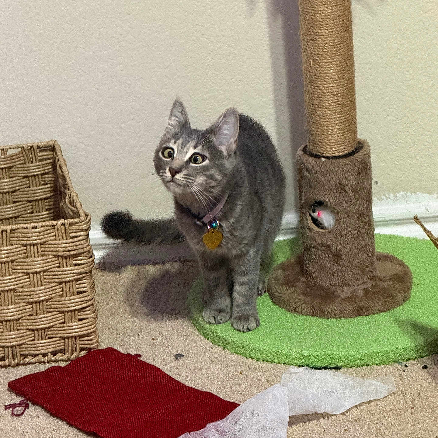Willow