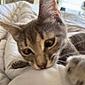 Willow joined the competition — help win amazing prizes! cat, tabby, feline, pet, animal, close_up, portrait, green_eyes, whiskers, ears, paw, fur, striped_fur, lying_down, bed, blanket, bedroom, indoors, cozy, relaxed