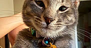 Willow is registered to the contest to win money with this photo: cat, gray_cat, pet, feline, portrait, close_up, whiskers, ears, green_eyes, fur, collar, bell, pet_tag, heart_tag, paws, sitting, indoor, couch, home, funny_expression