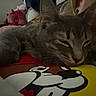 Willow is registered to the contest to win money with this photo: cat, tabby_cat, gray_cat, sleeping, sleepy, pet, animal, whiskers, ears, fur, bed, blanket, cartoon_blanket, plush_toy, bedroom, cuddling, relaxed, close_up, indoor, portrait