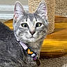 cat, gray_tabby, pet, animal, feline, portrait, collar, tag, heart_tag, green_eyes, whiskers, ears, sitting, indoor, home, scratching_post, wooden_floor, carpet, close_up, adorable