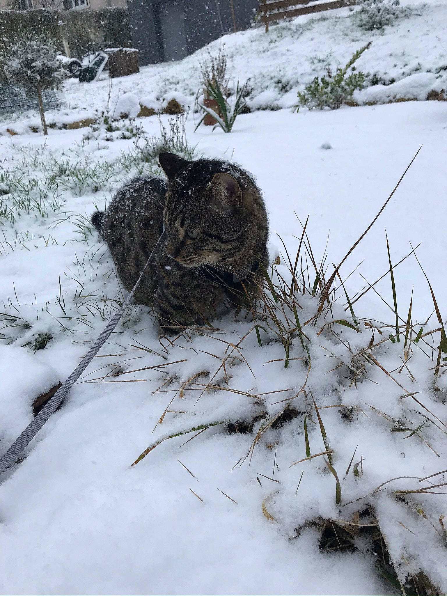 Tigrou participe au concours pour gagner de l'argent avec cette photo : automotive_tire, branch, freezing, frost, fur, grass, landscape, monochrome, monochrome_photography, natural_landscape, plant, precipitation, snow, terrestrial_animal, tree, trunk, twig, wildlife, winter, wood