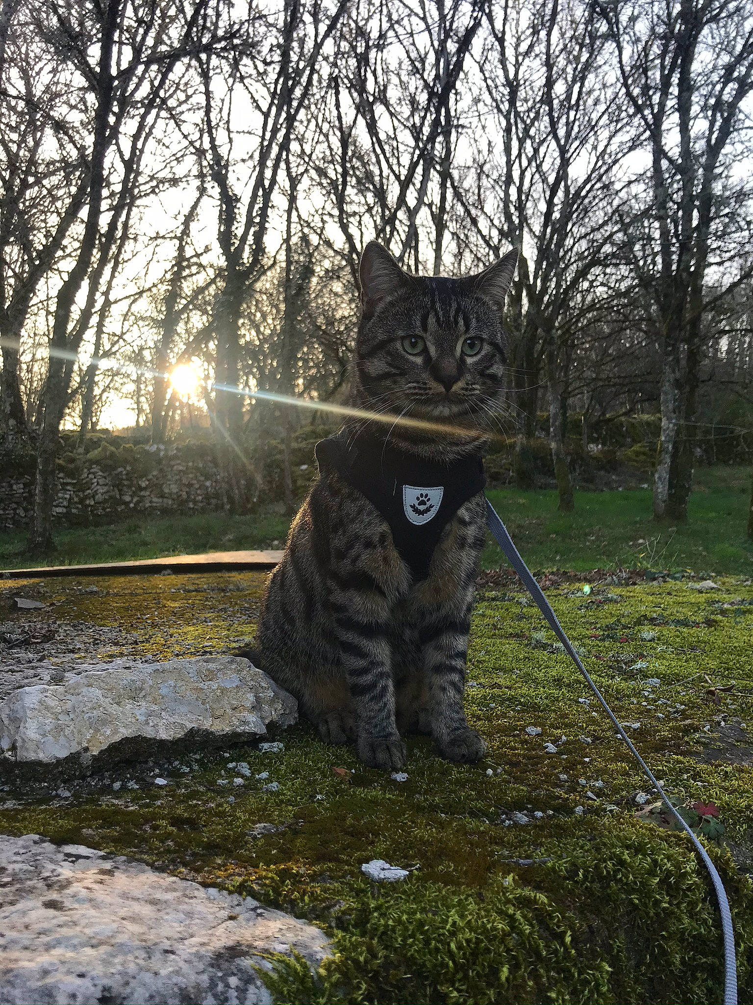 Tigrou participe au concours pour gagner de l'argent avec cette photo : branch, carnivore, cat, felidae, forest, fur, grass, grey, natural_landscape, plant, sky, small_to_medium_sized_cats, snout, tail, terrestrial_animal, tree, trunk, twig, whiskers, wood