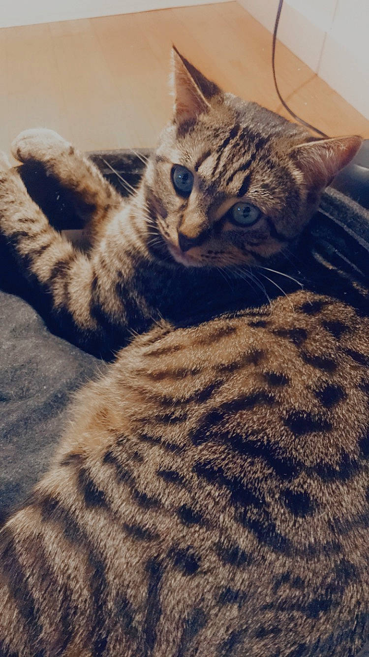 Tigrou participe au concours pour gagner de l'argent avec cette photo : carnivore, cat, claw, comfort, domestic_short_haired_cat, eye, felidae, foot, fur, leg, pattern, paw, sand, sitting, small_to_medium_sized_cats, snout, square, tail, terrestrial_animal, whiskers