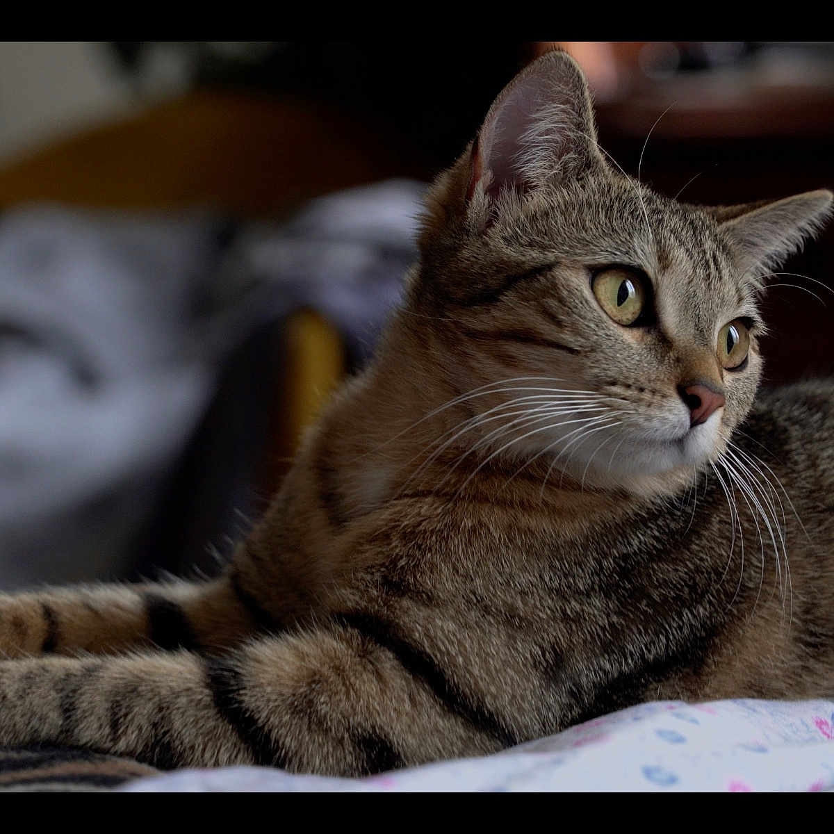 Ici-Piccoli participe au concours pour gagner de l'argent avec cette photo : animal, bed, cat, closeup, cozy, cute, domestic, feline, fur, indoor, laying, mammal, pet, portrait, relaxed, resting, sleepy, soft_light, tabby, whiskers
