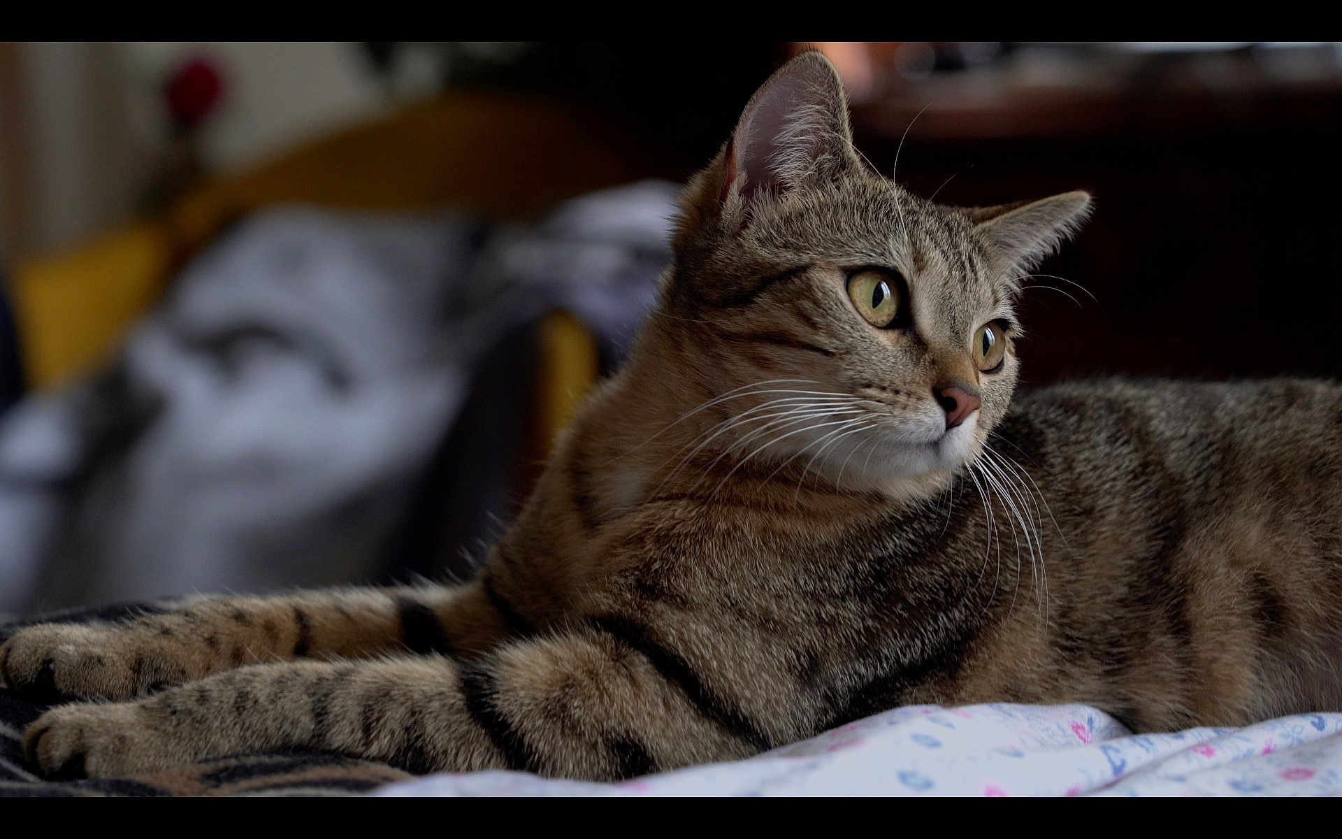 Ici-Piccoli participe au concours pour gagner de l'argent avec cette photo : cat, tabby, pet, animal, fur, whiskers, bed, indoor, relaxed, laying, closeup, portrait, domestic, feline, cozy, soft_light, sleepy, cute, mammal, resting