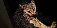 Ici-Piccoli a rejoint le concours — aidez-le/la à gagner de superbes lots ! cat, tabby, pet, animal, cozy, knit_sweater, amber_eyes, curious, indoor, close_up, feline, whiskers, paw, fur, cute, snug, portrait, resting, warm, soft_light