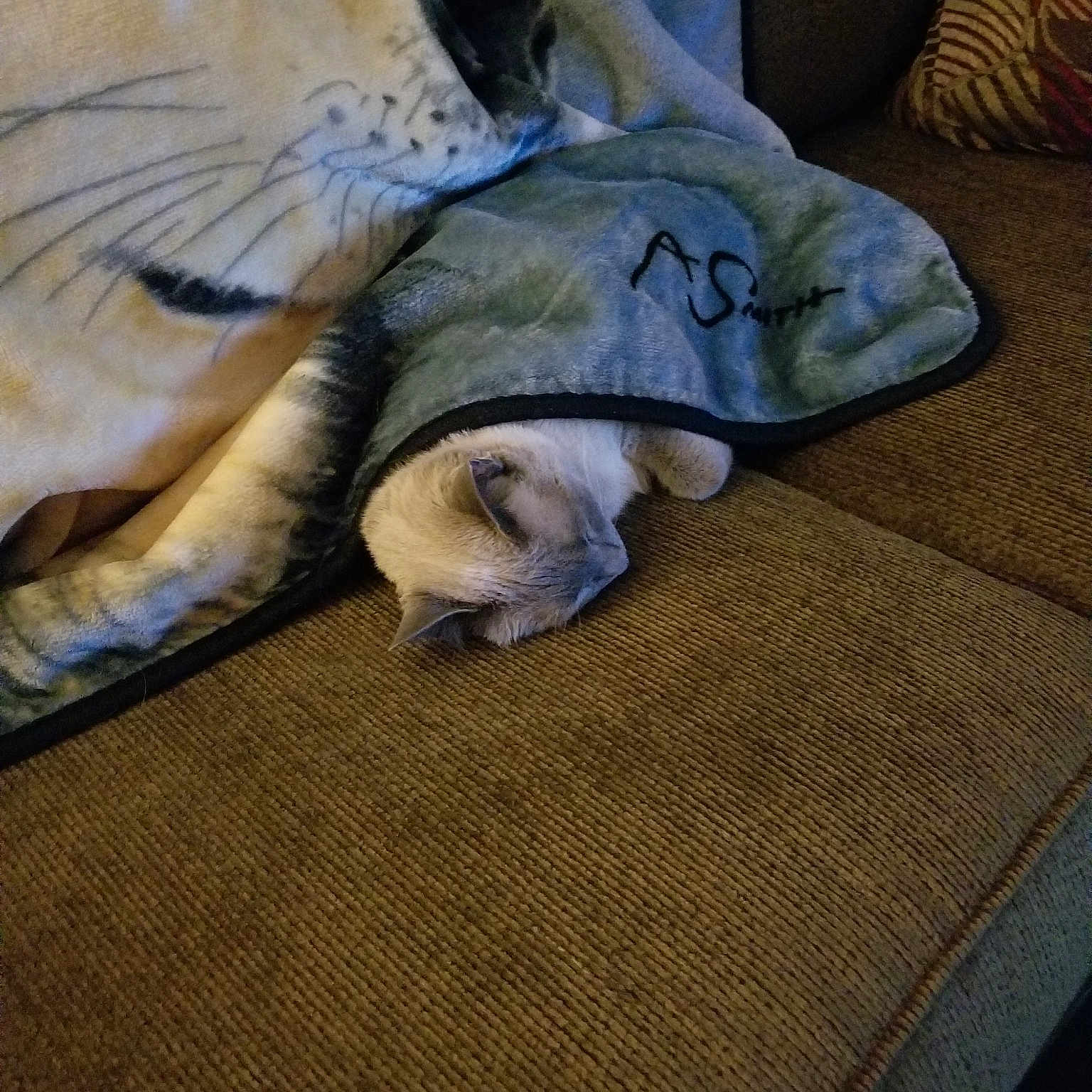 Lilybear joined the competition — help win amazing prizes! carnivoran, cat, cat_like_mammal, flooring, fur, mammal, nap, small_to_medium_sized_cats, snout, tail, whiskers