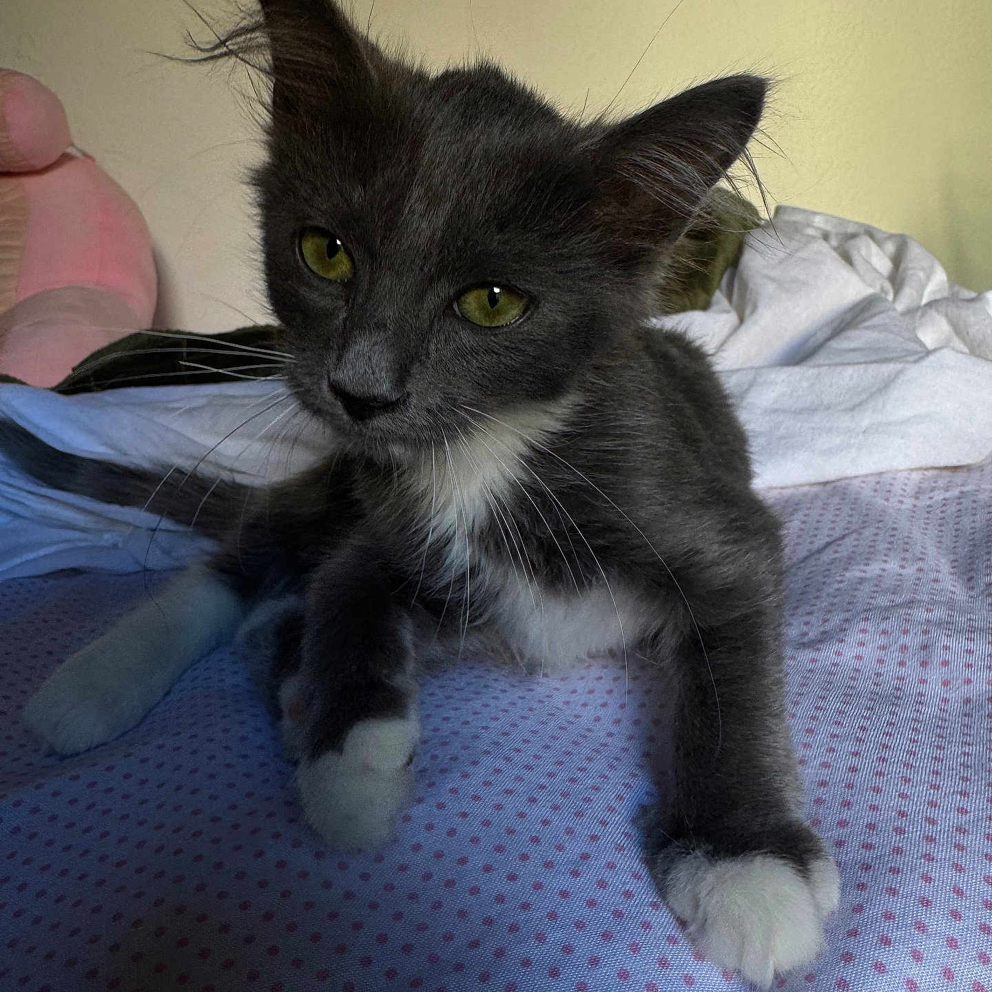 Néo a rejoint le concours — aidez-le/la à gagner de superbes lots ! animal, bed, blanket, cat, closeup, curious, cute, feline, fur, gray_cat, indoor, kitten, pet, polka_dot, resting, soft_toy, whiskers, white_paws, yellow_wall, young_cat