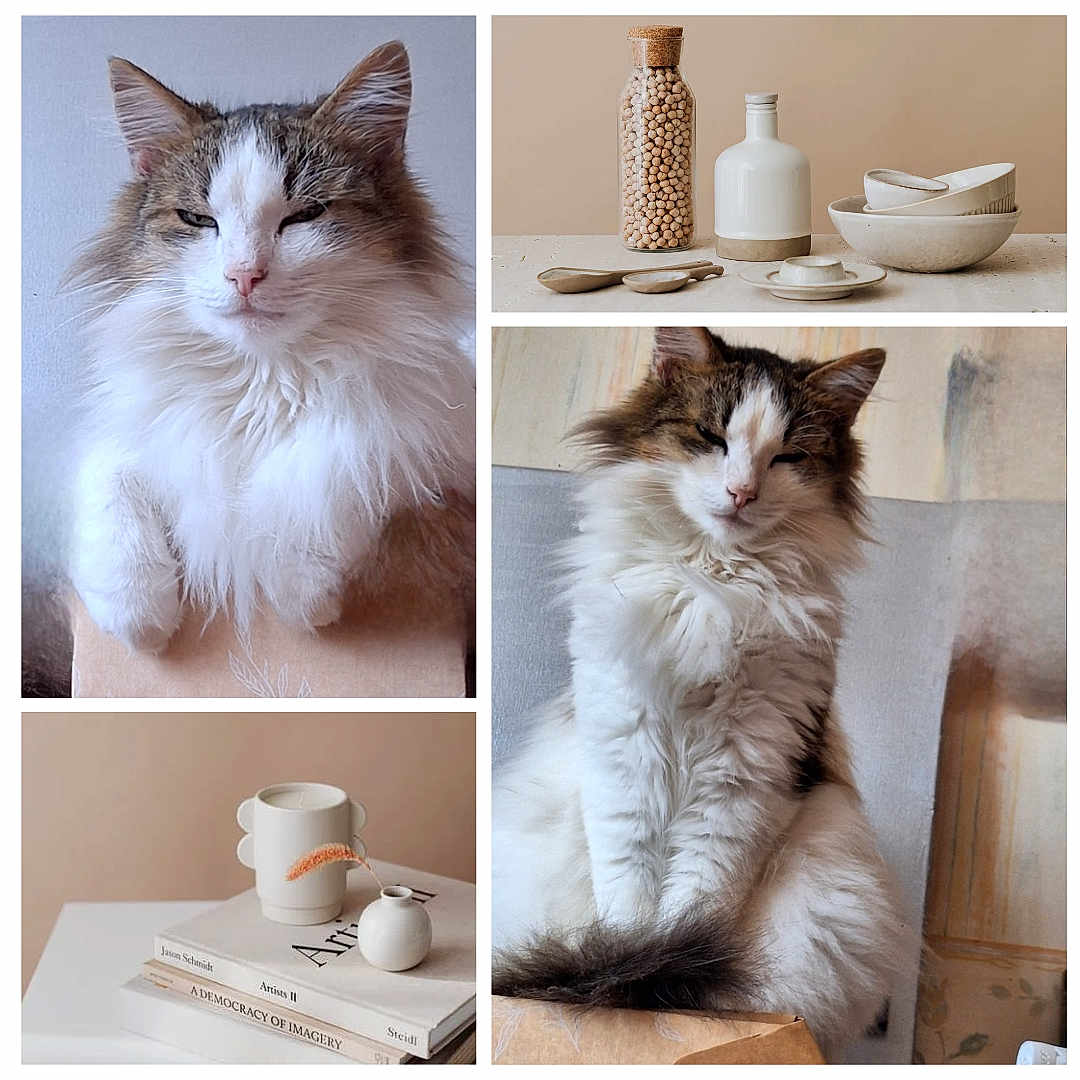 Moustique a rejoint le concours — aidez-le/la à gagner de superbes lots ! cat, fluffy_cat, feline, pet, indoor, still_life, minimalist, beige, jar, bottle, bowl, spoon, books, decor, relaxed, sleepy, box, portrait, cozy, home