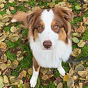 Vasko participe au concours pour gagner de l'argent avec cette photo : dog, australian_shepherd, animal, pet, grass, leaves, autumn, outdoor, nature, fur, eyes, brown, white, canine, portrait, cute, looking_up, fall, park, daylight