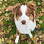 dog, australian_shepherd, animal, pet, grass, leaves, autumn, outdoor, nature, fur, eyes, brown, white, canine, portrait, cute, looking_up, fall, park, daylight